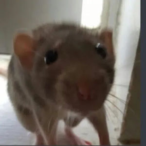 Meet your Posher, Holly